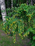 Berberis vulgaris. Ветви цветущего кустарника. Московская обл., Сергиево-Посадский р-н, усадьба \"Абрамцево\", в культуре. 25.05.2019.