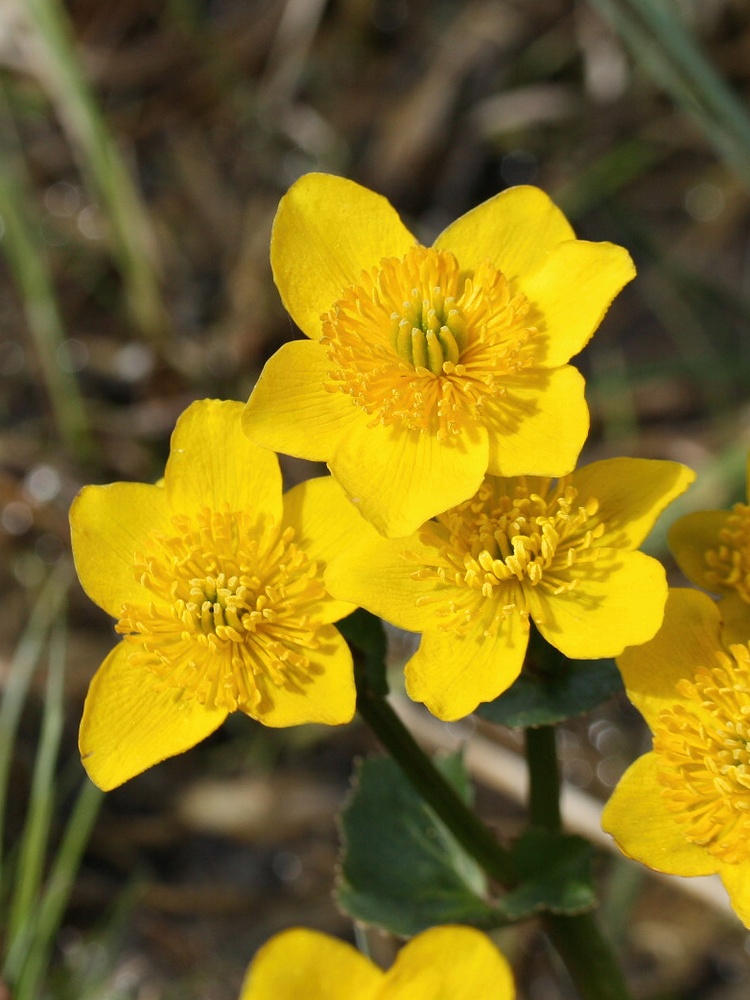 Image of Caltha palustris specimen.