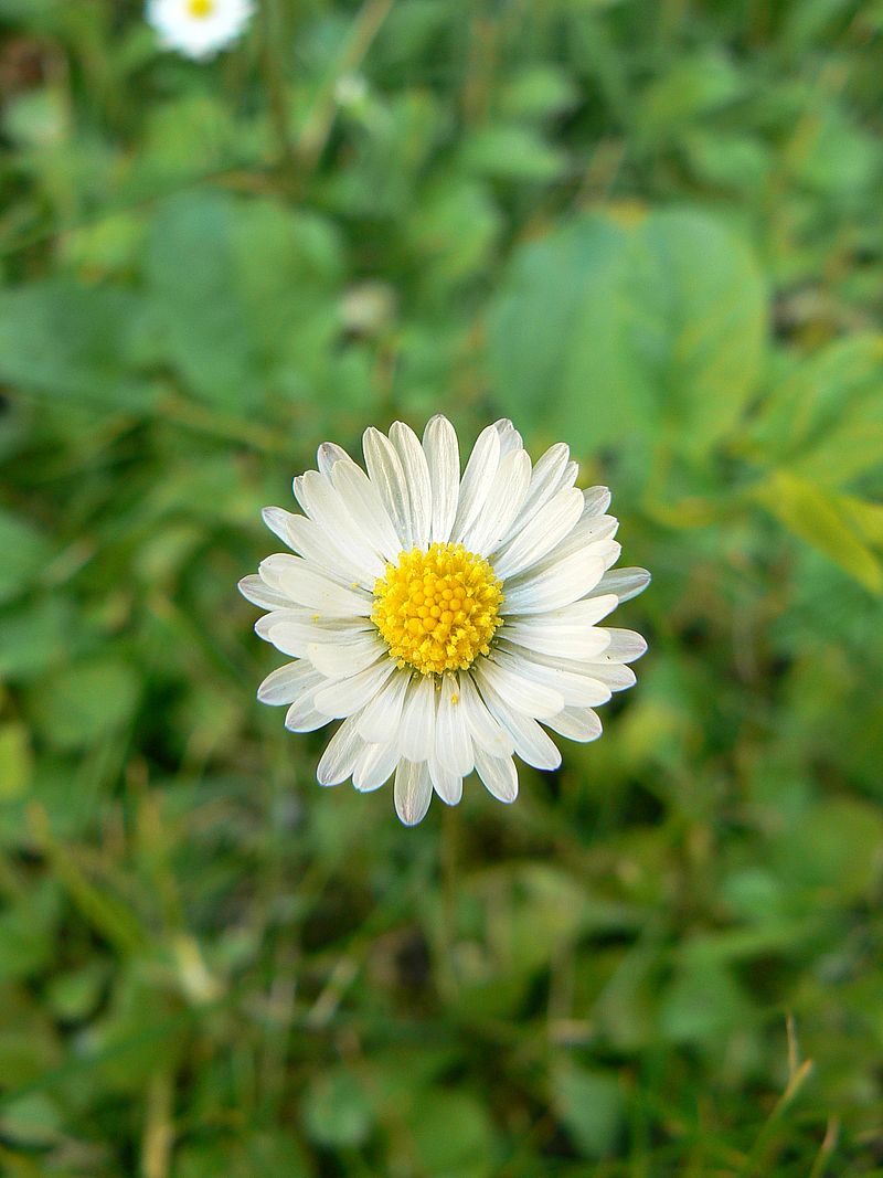 Image of Bellis perennis specimen.