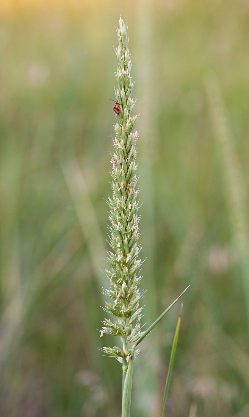 Image of genus Leymus specimen.