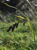 Carex aterrima