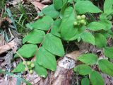 Hypericum androsaemum