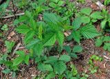 Rubus idaeus