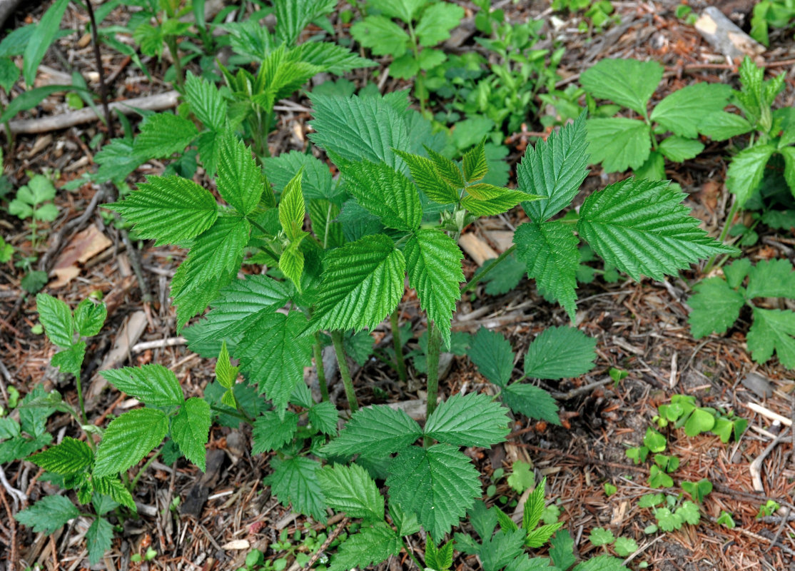 Изображение особи Rubus idaeus.