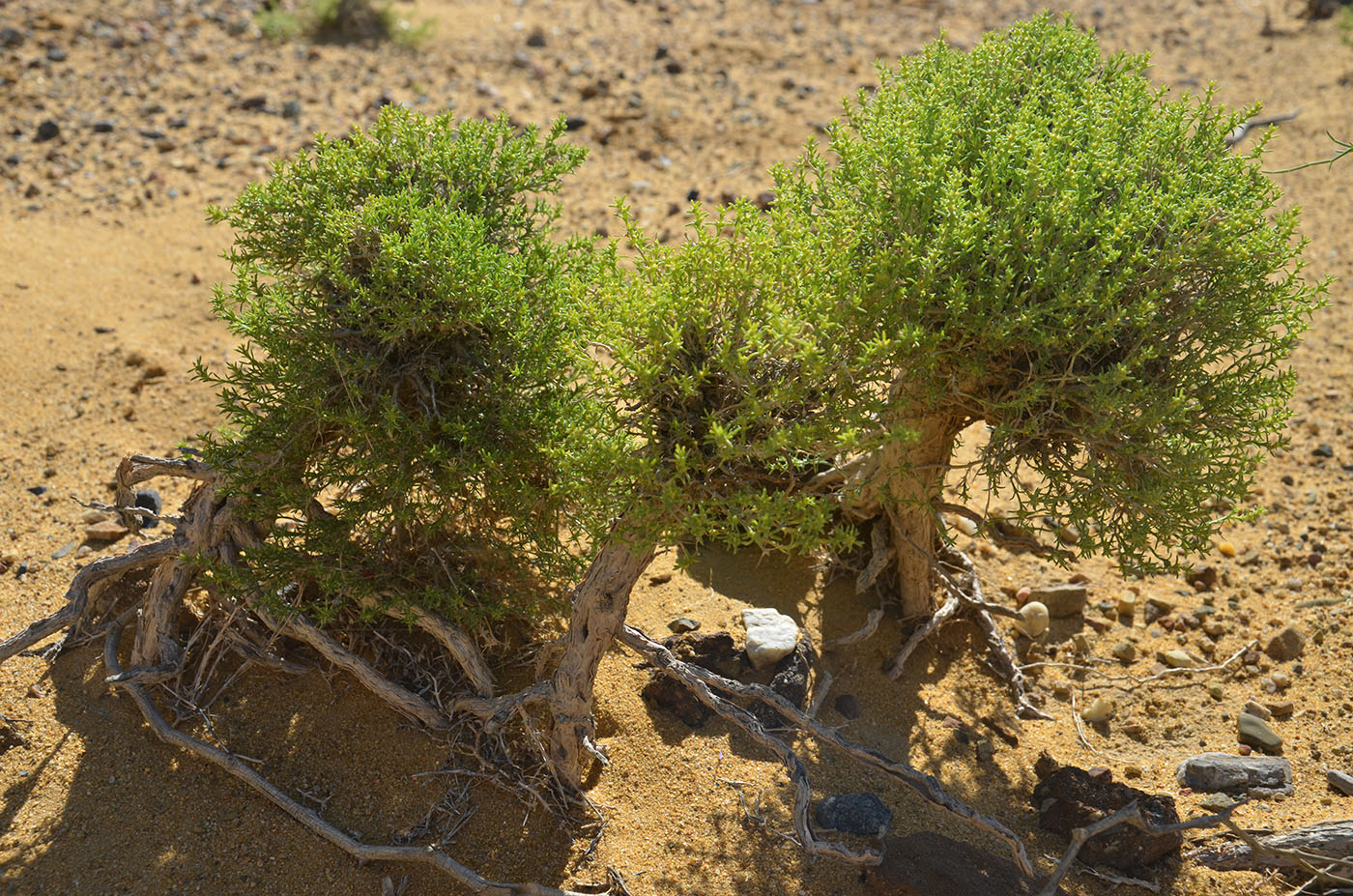 Изображение особи Arthrophytum iliense.