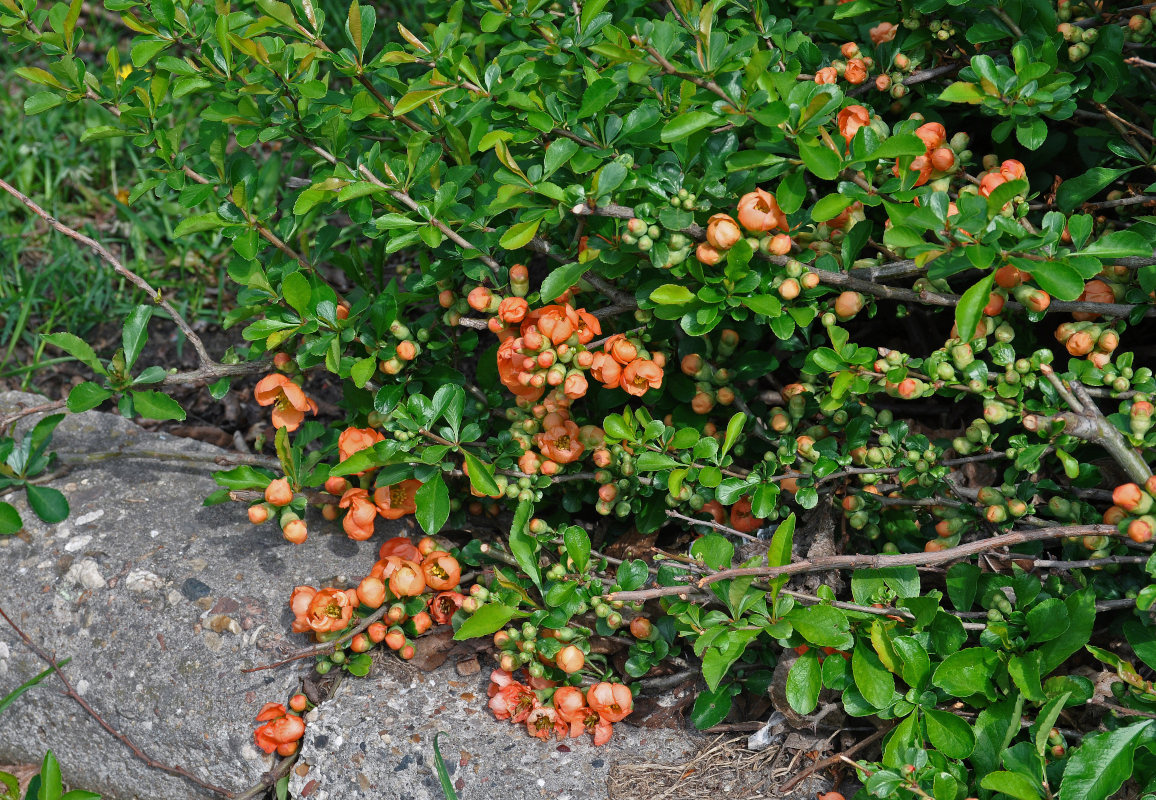 Image of Chaenomeles japonica specimen.