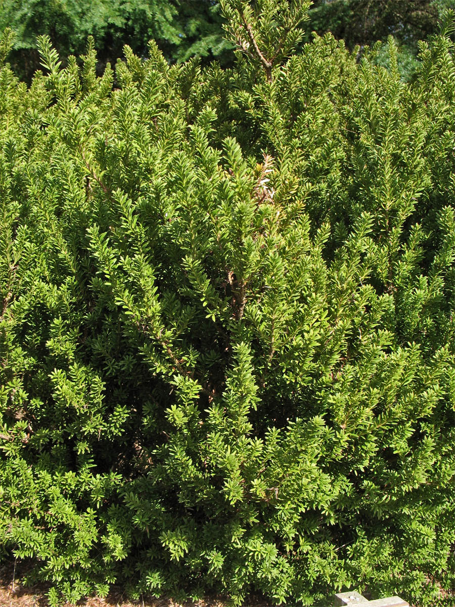 Image of Podocarpus nivalis specimen.