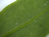 род Atriplex