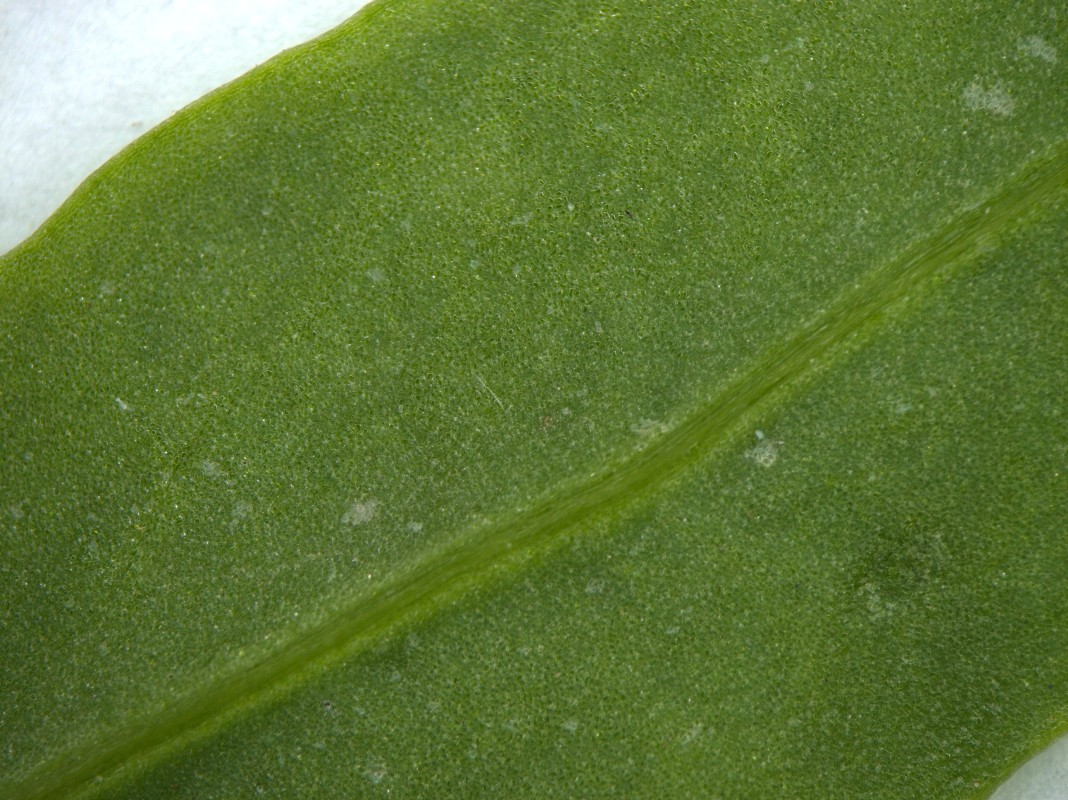 Image of genus Atriplex specimen.