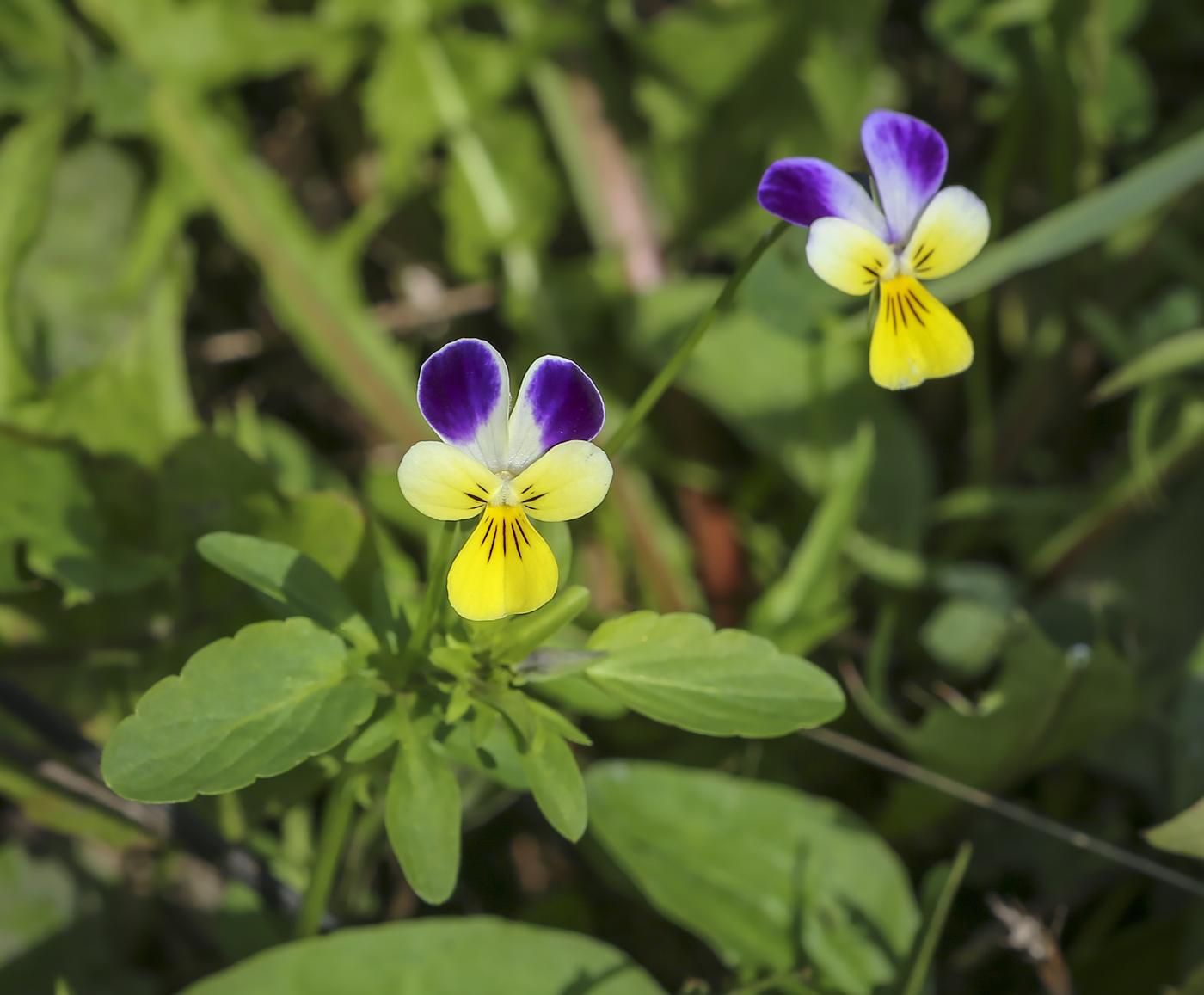 Image of Viola tricolor specimen.