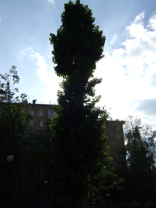 Image of Populus &times; berolinensis specimen.