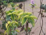 Syringa vulgaris