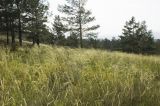 Stipa krylovii