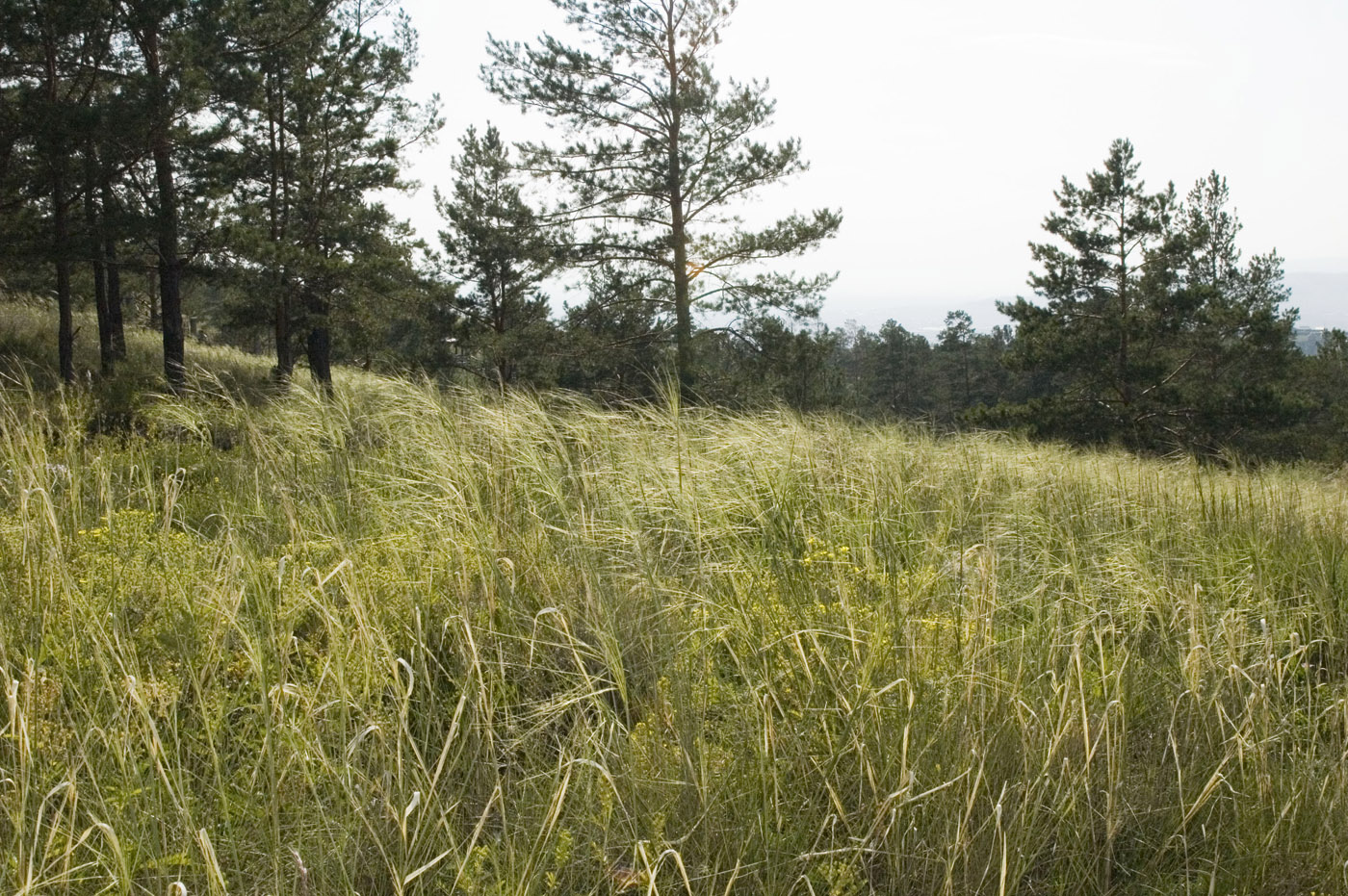 Image of Stipa krylovii specimen.