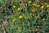 genus Lotus. Цветки и плоды. Астраханская обл., Лиманский р-н, окр. с. Воскресеновка, берег ерика Семёновский банк. 20.08.2020.