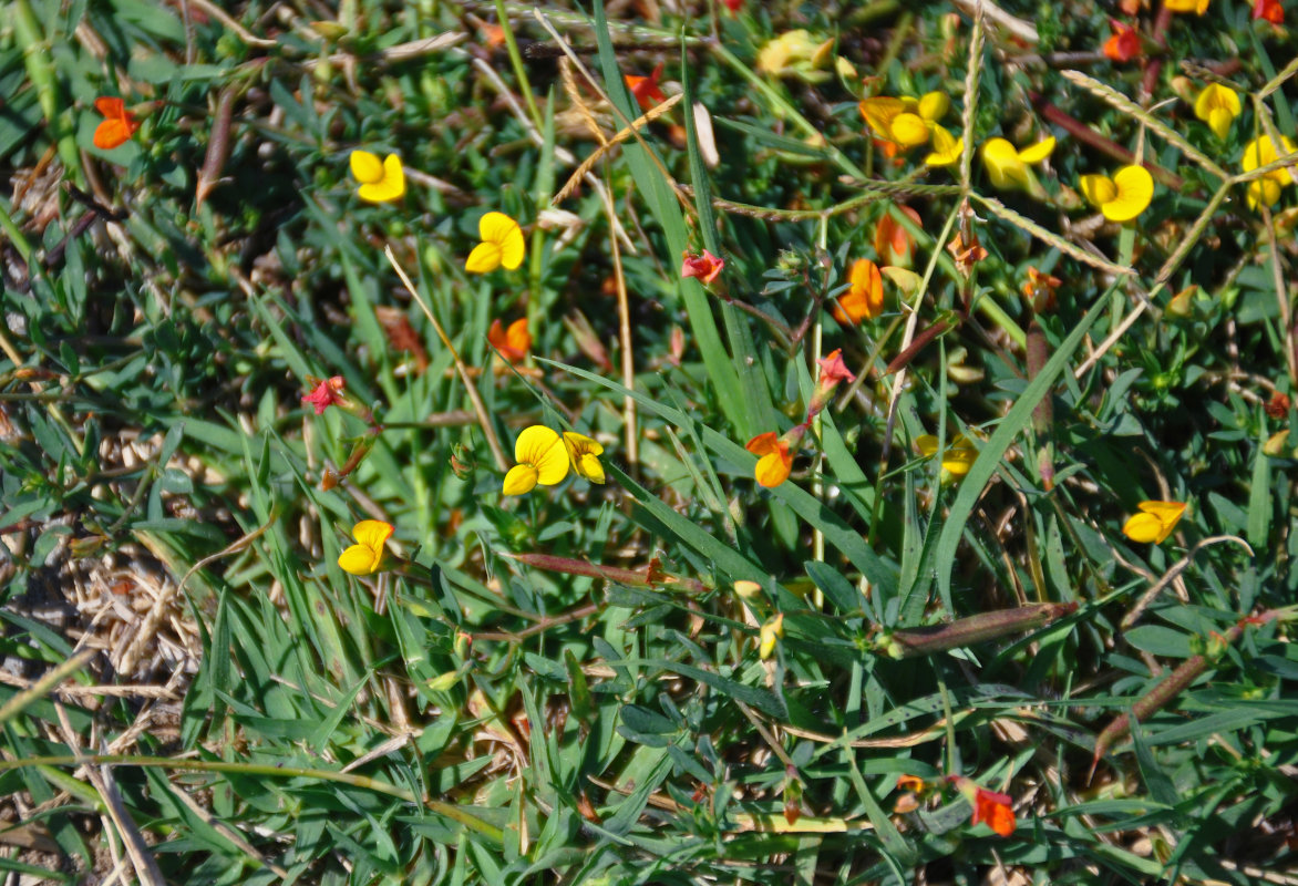 Image of genus Lotus specimen.