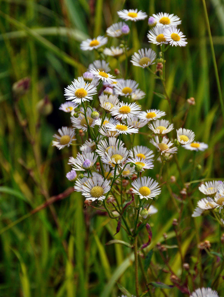 Изображение особи Erigeron annuus ssp. lilacinus.