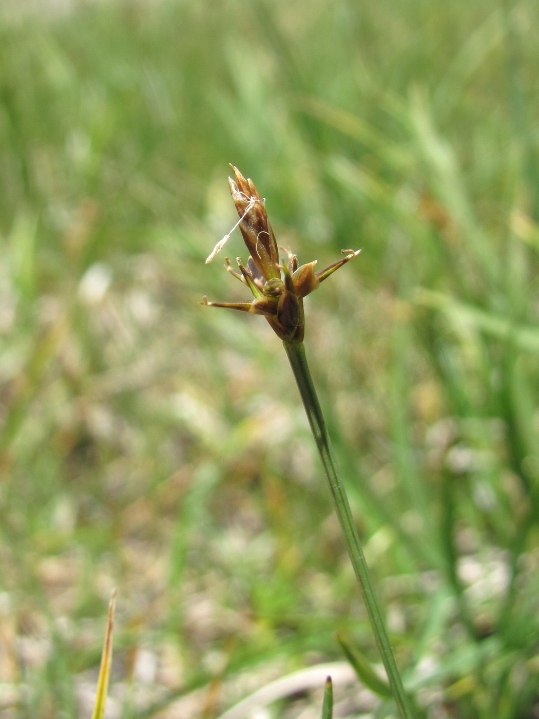 Image of Carex microglochin specimen.