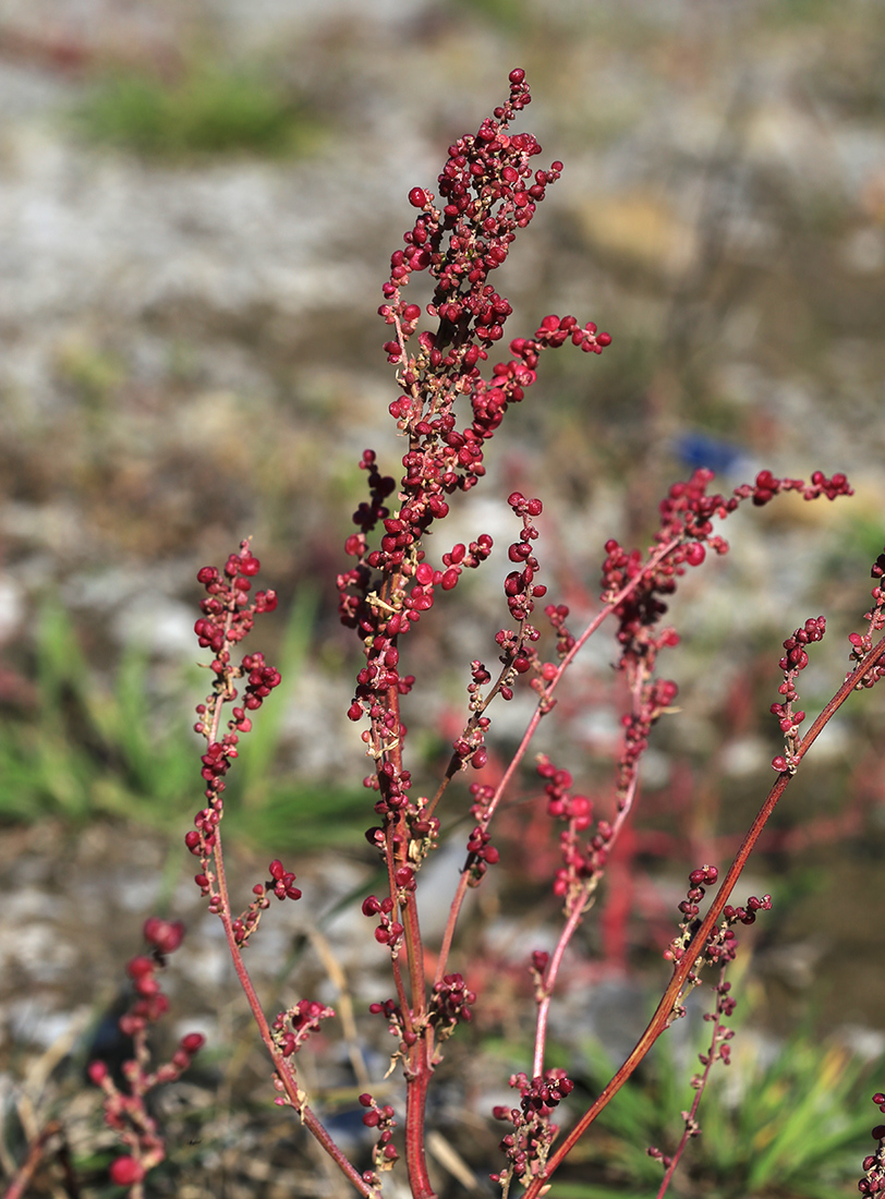 Image of Atriplex micrantha specimen.