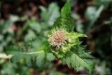 Cirsium oleraceum