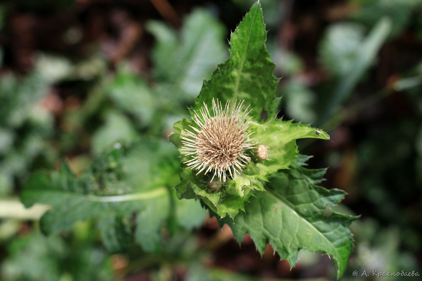 Image of Cirsium oleraceum specimen.