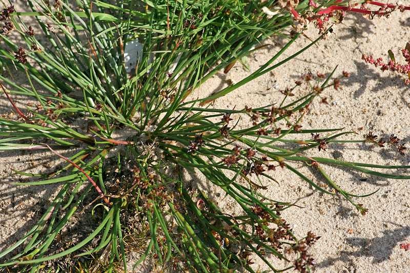 Изображение особи Juncus articulatus.