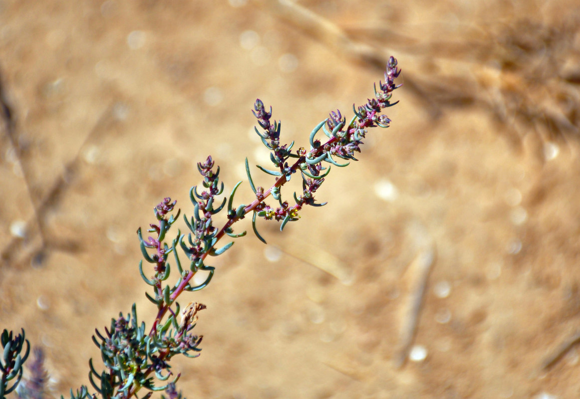 Image of genus Suaeda specimen.