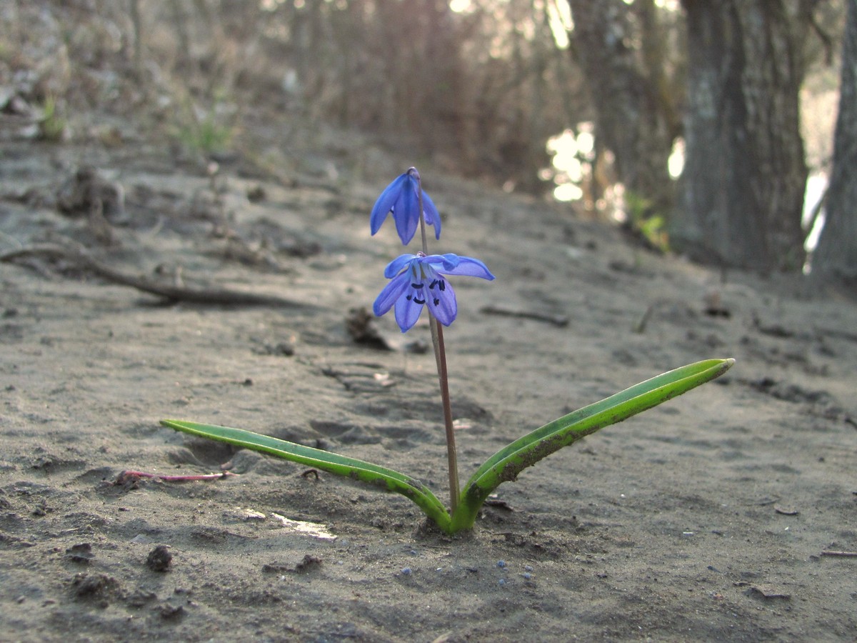 Изображение особи Scilla siberica.