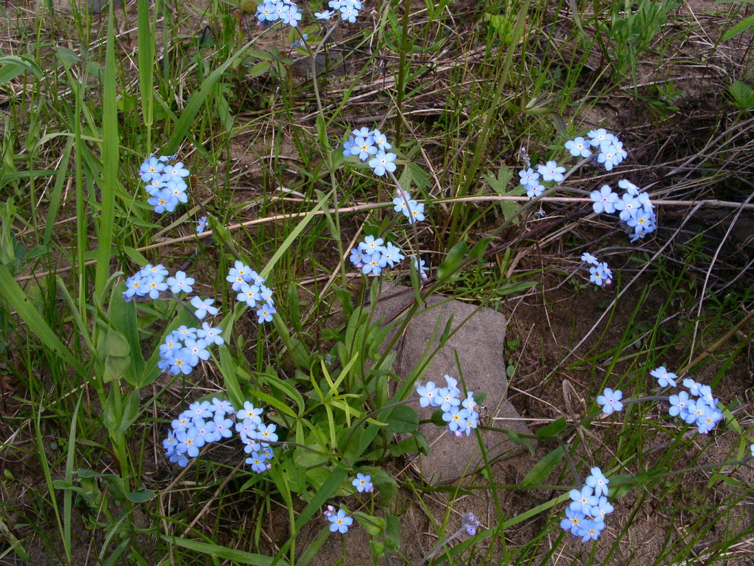 Image of Myosotis imitata specimen.