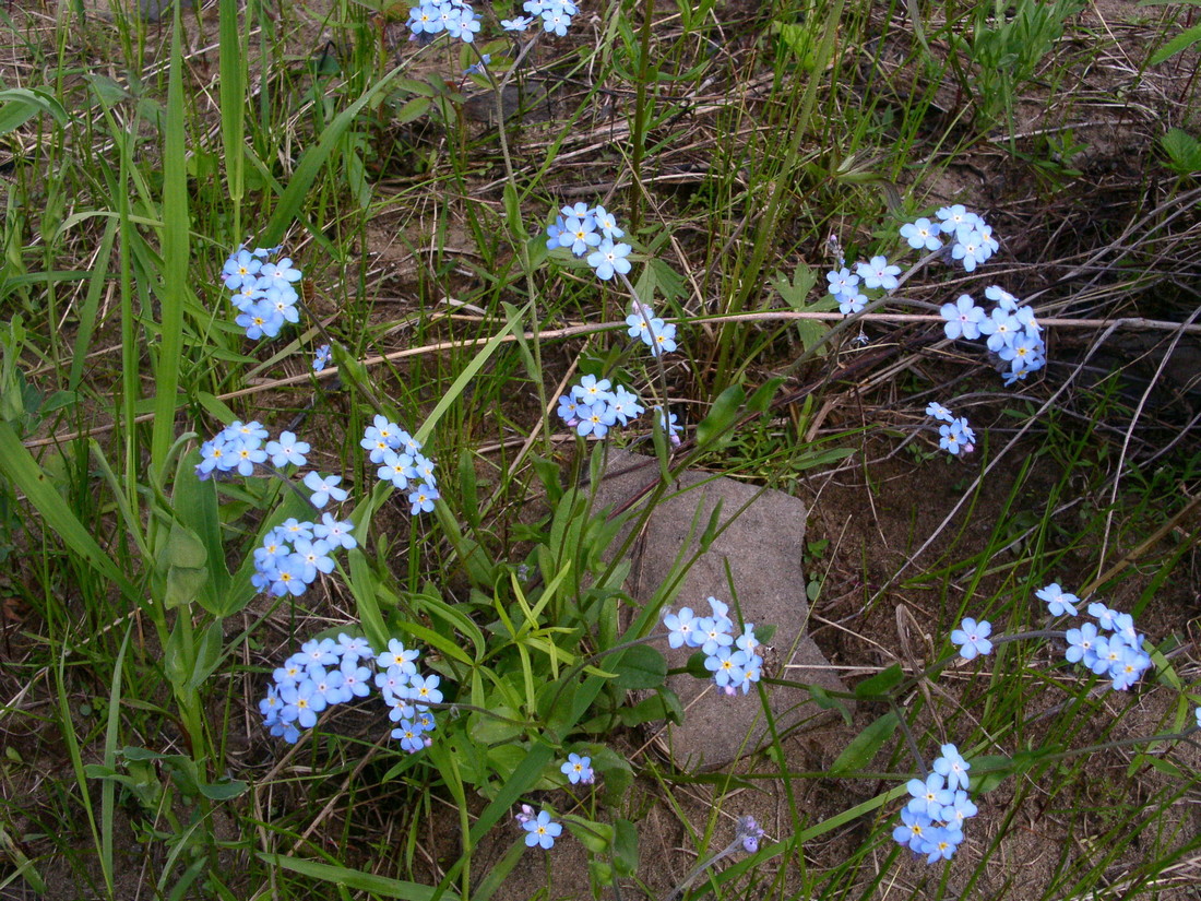 Изображение особи Myosotis imitata.