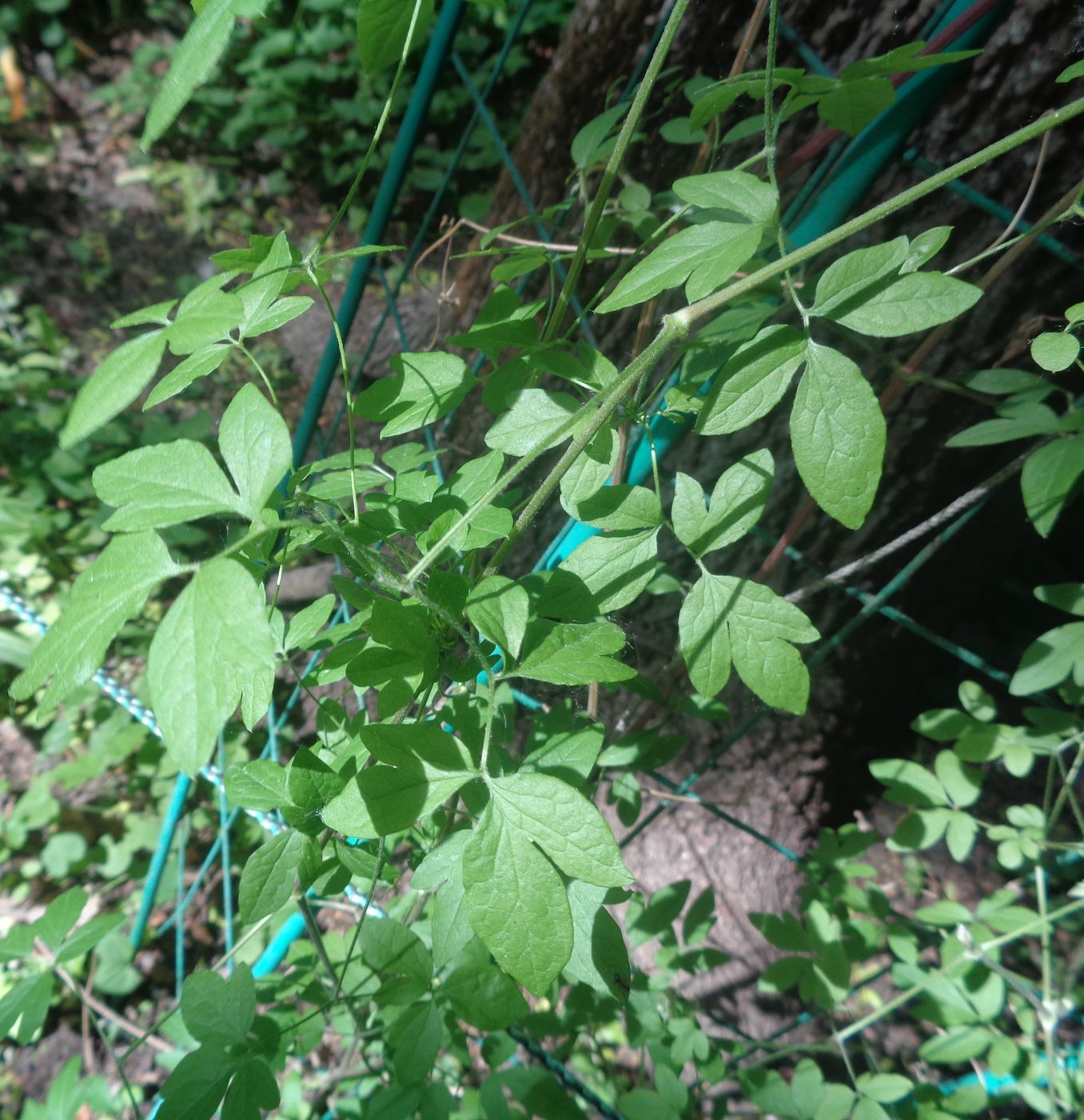 Изображение особи Clematis viticella.