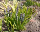 Hyacinthus orientalis. Бутонизирующие растения. Тверская обл., г. Тверь, Заволжский р-н, ботанический сад ТвГУ, в культуре. 11 апреля 2020 г.