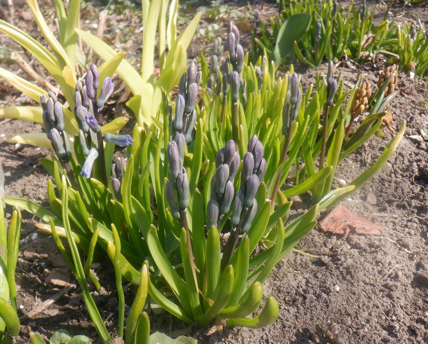 Image of Hyacinthus orientalis specimen.