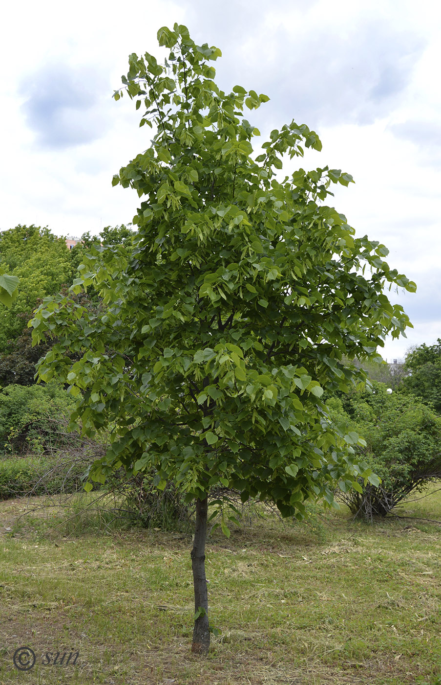 Image of Tilia platyphyllos specimen.