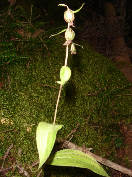 Изображение особи Epipactis papillosa.