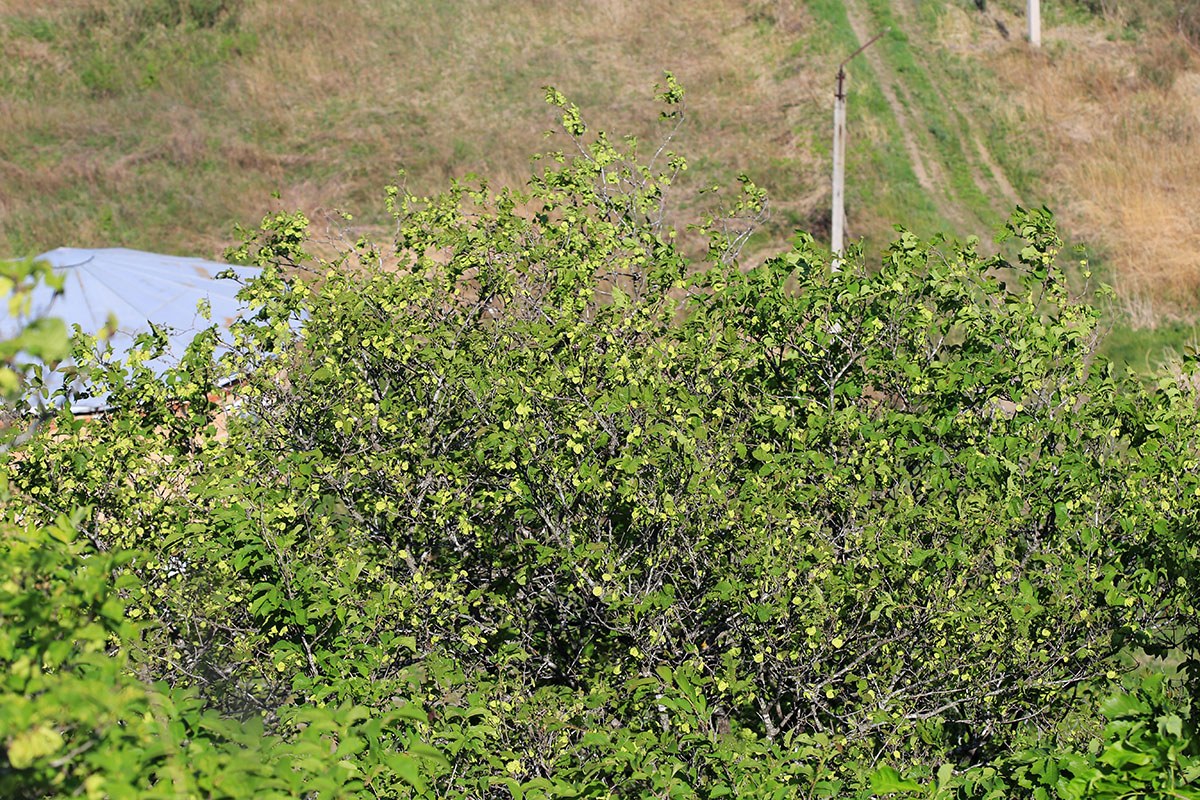 Image of Ulmus macrocarpa specimen.