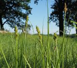 Carex vulpina