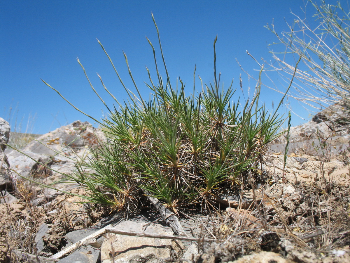 Image of Acantholimon karatavicum specimen.