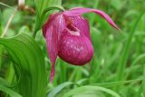 Cypripedium macranthos