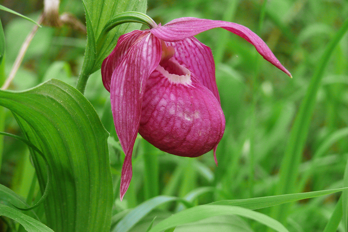 Image of Cypripedium macranthos specimen.