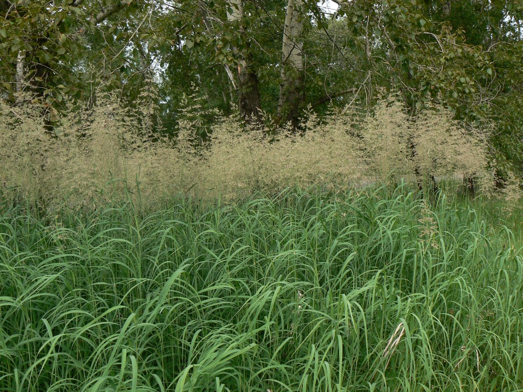 Image of genus Calamagrostis specimen.