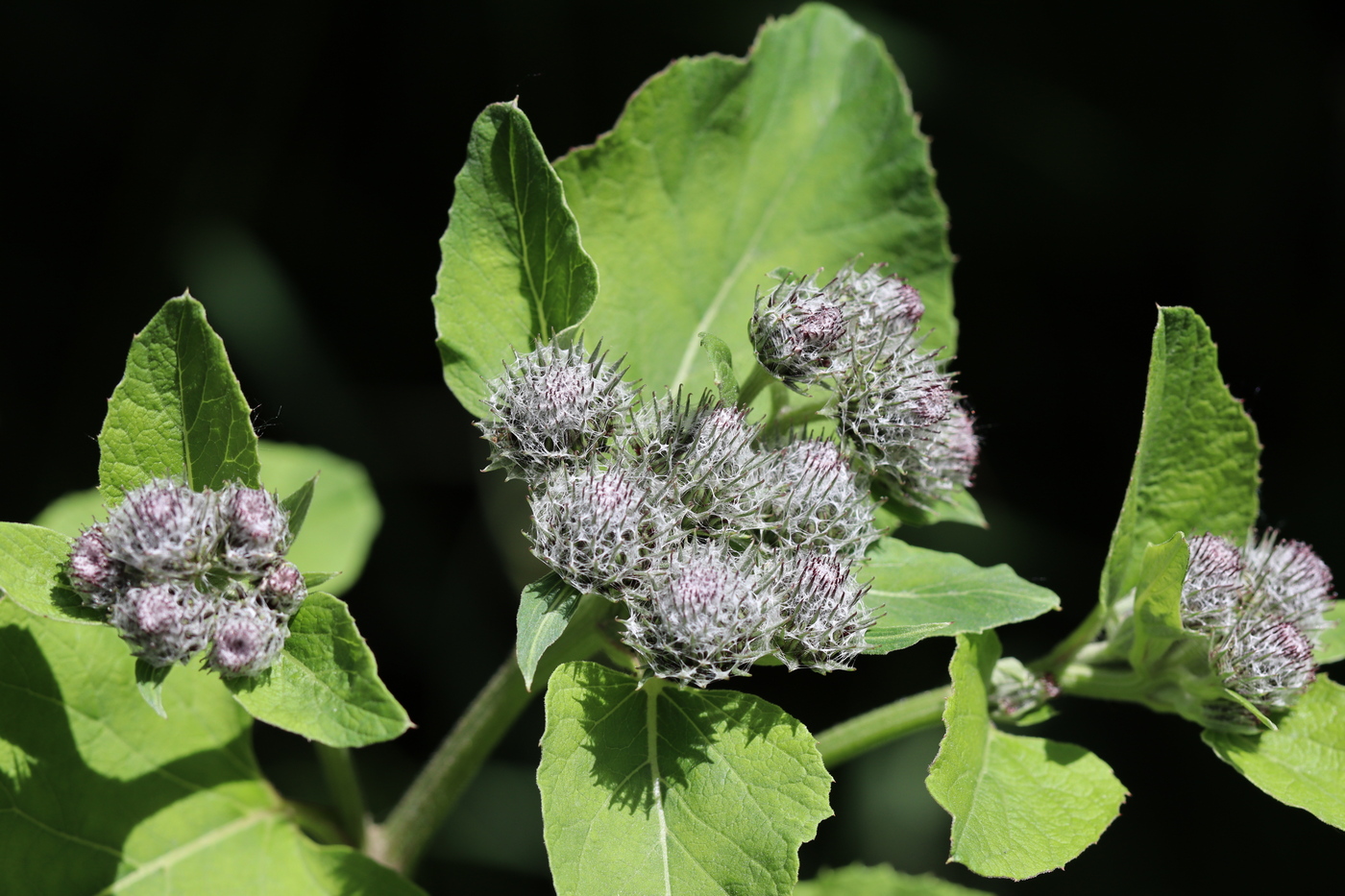 Изображение особи Arctium tomentosum.