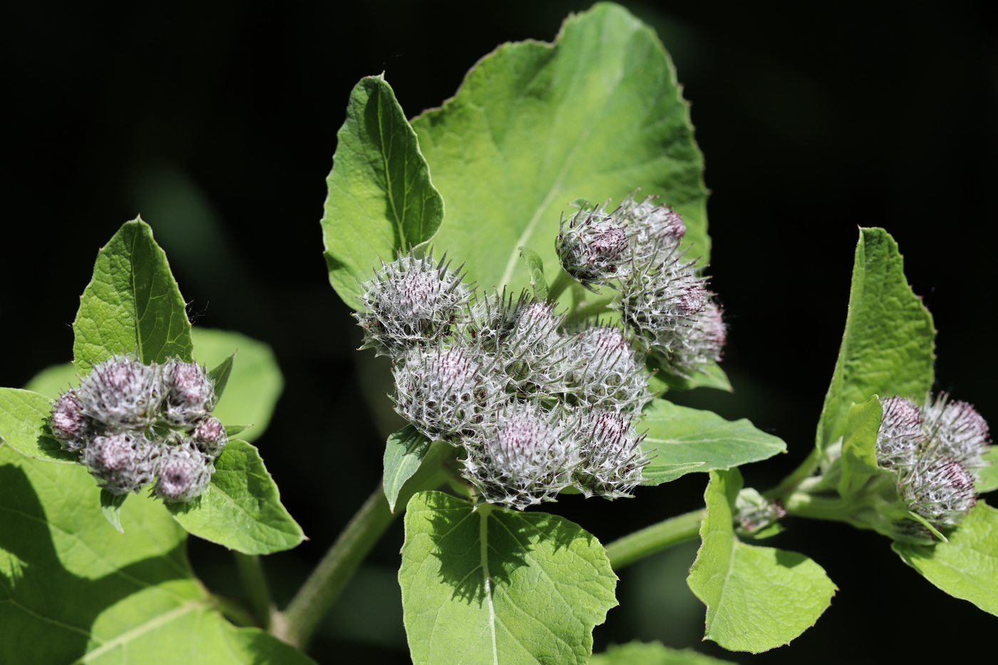 Изображение особи Arctium tomentosum.