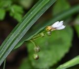 род Sisyrinchium