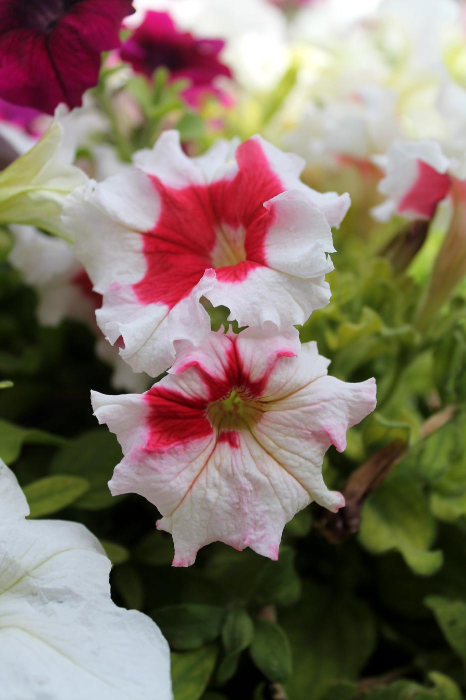 Изображение особи Petunia &times; hybrida.