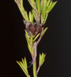 Coleonema pulchellum