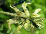 Astragalus schelichowii