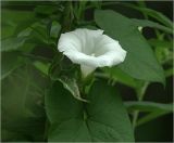 Calystegia sepium