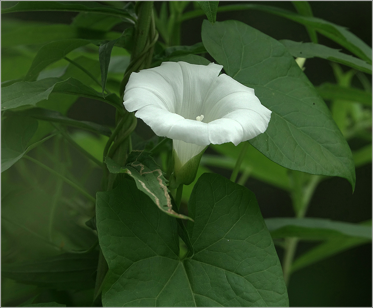 Изображение особи Calystegia sepium.