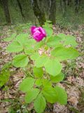 Paeonia caucasica